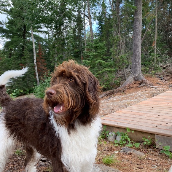 Meet your Posher, Madi - Picture 1 of 1